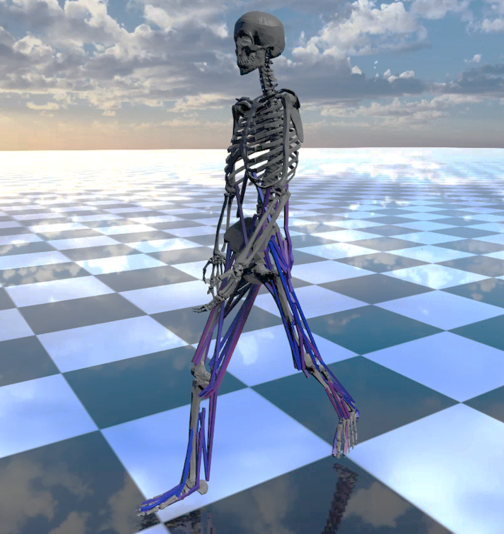 Skeleton img from S. K at KAIST